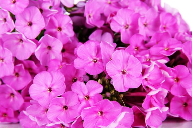 Schöner Blumenstrauß aus Phlox-Nahaufnahme