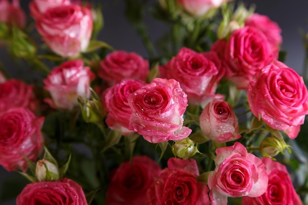 Schöner Blumenstrauß aus rosaroten Rosensträuchern mit Wassertropfen auf schwarzem Hintergrund Selektiver Fokus in der Nähe