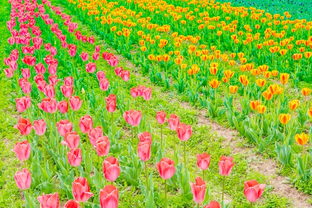 Schöner blumenstrauß der saison der tulpen im frühjahr.