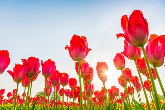 Schöner Blumenstrauß der Saison der Tulpen im Frühjahr.