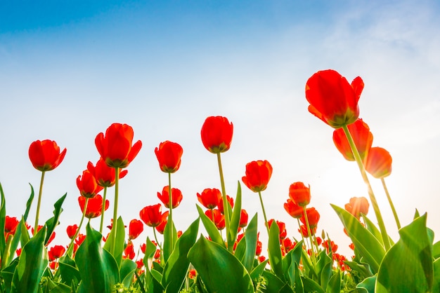 Schöner Blumenstrauß der Saison der Tulpen im Frühjahr.