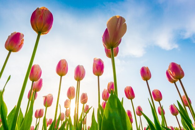 Schöner Blumenstrauß der Saison der Tulpen im Frühjahr.