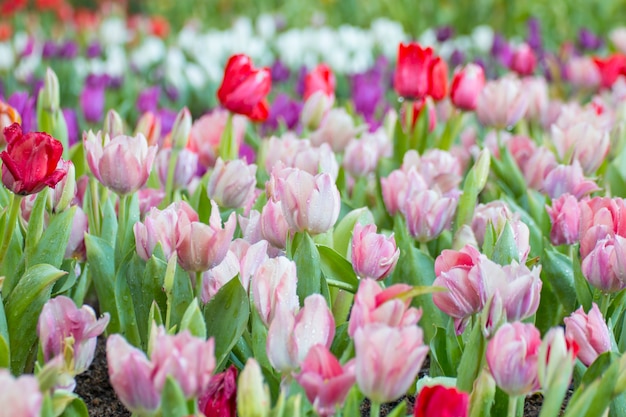 Schöner Blumenstrauß von frischen bunten Tulpen.