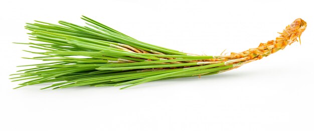 Schöner Blumenstrauß von grünen Blättern der wilden Kiefer. Isoliert