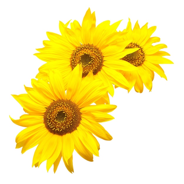 Schöner Blumenstrauß von Sonnenblumenblumen lokalisiert auf weißem Hintergrund. Landwirtschaft, Öl, Samen. Modische und kreative Komposition. Flache Lage, Ansicht von oben