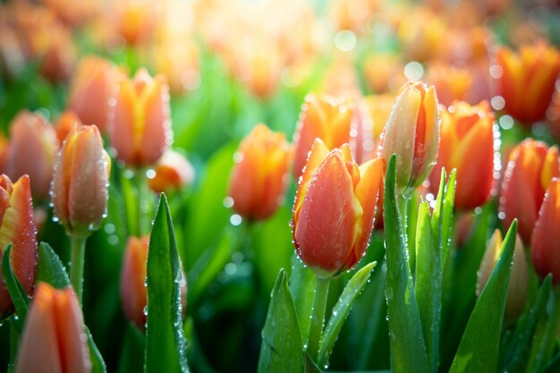 Schöner Blumenstrauß von Tulpen im Garten