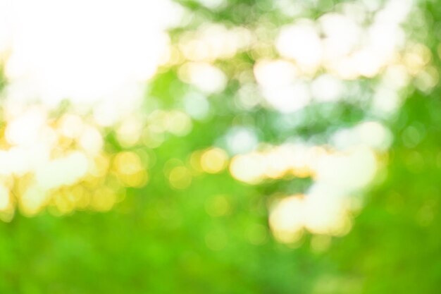 Schöner Bokeh-Unschärfe-Waldhintergrund Frühling oder Sommer abstrakte Naturhintergrundvorlage