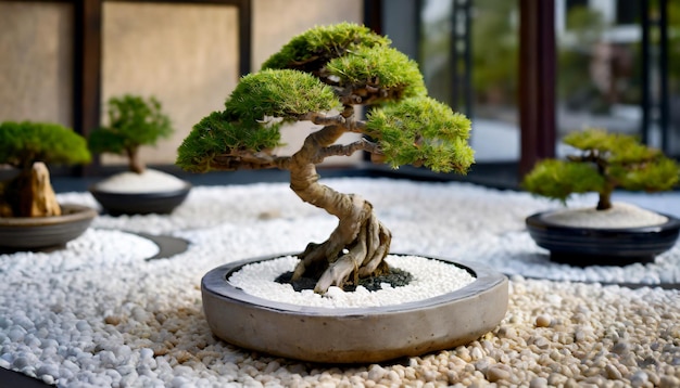 schöner Bonsai-Baum