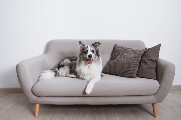 Schöner Border Collie auf der Couch