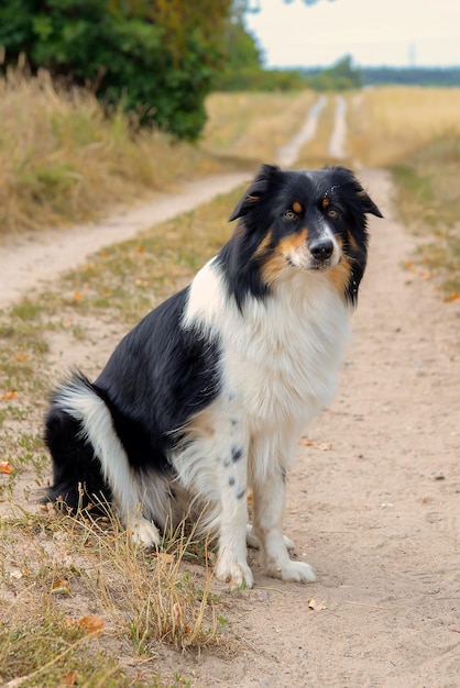 schöner Border-Collie-Hund geht in der Natur spazieren und befolgt die Befehle des Besitzers