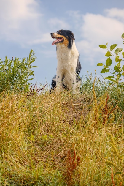 schöner Border-Collie-Hund geht in der Natur spazieren und befolgt die Befehle des Besitzers