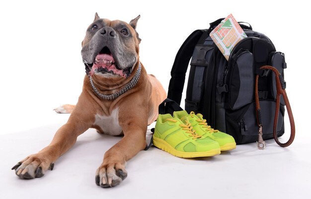 Foto schöner boxer-hund mit dem rucksack getrennt auf weiß