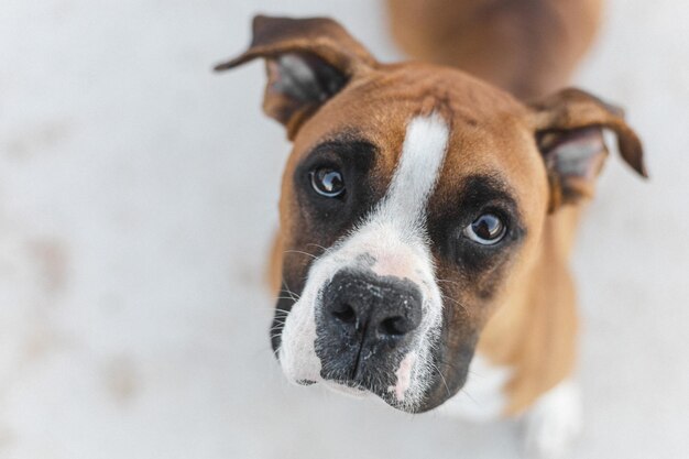 schöner Boxerhund auf grüner Wiese