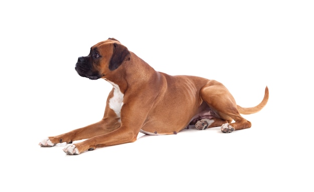 Schöner Boxerhund