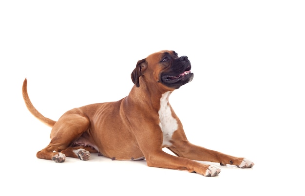 Schöner Boxerhund