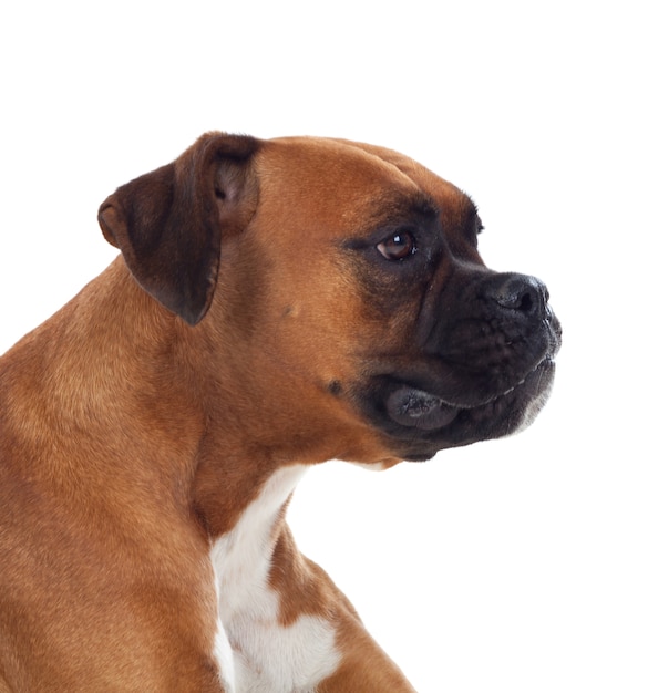 Schöner Boxerhund