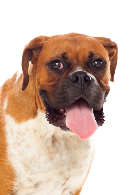 Schöner brauner Boxerhund