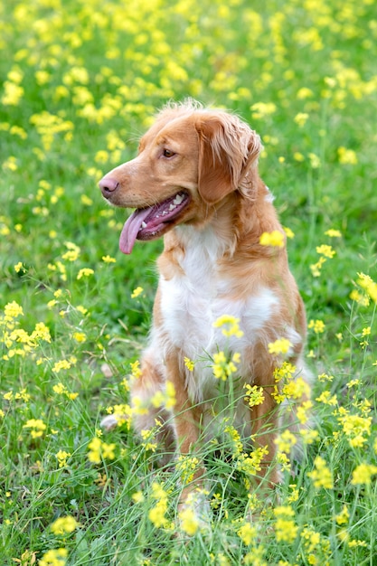 Schöner brauner bretonischer Hund in einer Wiese