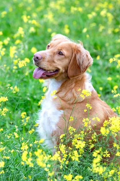 Schöner brauner bretonischer Hund in einer Wiese