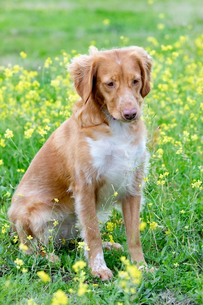 Schöner brauner bretonischer Hund in einer Wiese