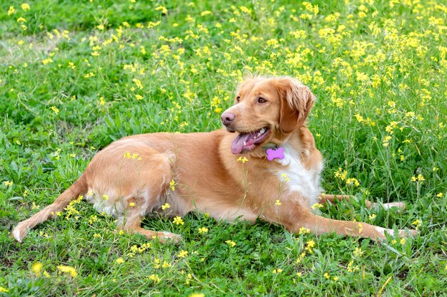 Schöner brauner bretonischer hund in einer wiese