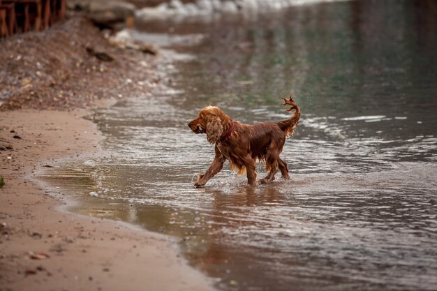 Schöner brauner Cockerspaniel, der mit Stock am Sandstrand spielt