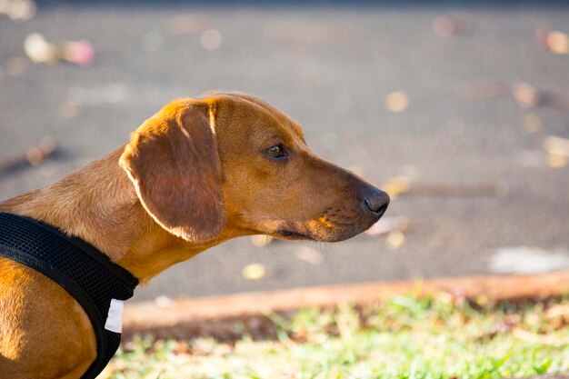 Foto schöner brauner hund der rasse dachse