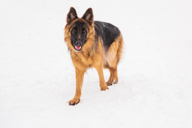 Schöner brauner Schäferhund, der auf den Schnee in einem Park geht