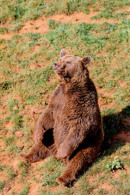 Schöner brauner spanischer Bär