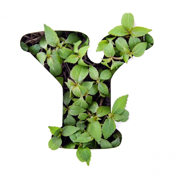 Schöner Buchstabe Y des englischen Alphabets gemacht von den grünen frischen Blättern in der weißen Papierschablone