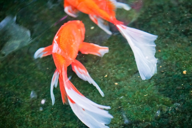 Schöner bunter Goldfisch schwimmt unter Wasser.