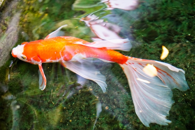 Schöner bunter Goldfisch schwimmt unter Wasser.
