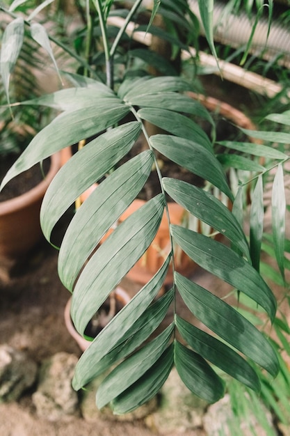 Schöner bunter grüner Zweig im botanischen Garten Immergrüne Pflanzen im Gewächshaus Naturkonzept