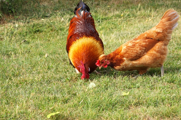 Schöner bunter Hahn in einem Hof in Frankreich