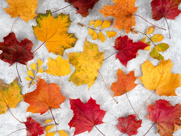 Schöner bunter Herbstlaub der Sammlung