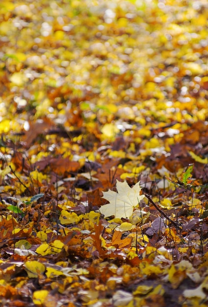 Schöner bunter Herbstlaubhintergrund