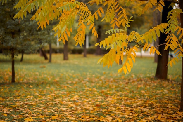 Foto schöner bunter herbstpark an einem bewölkten tag