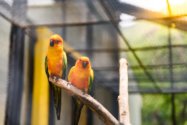 Schöner bunter Papagei, Sun Conure (Aratinga solstitialis), goldgelbes Gefieder und Orange-flus