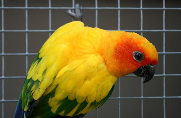 Schöner bunter Papageienvogel