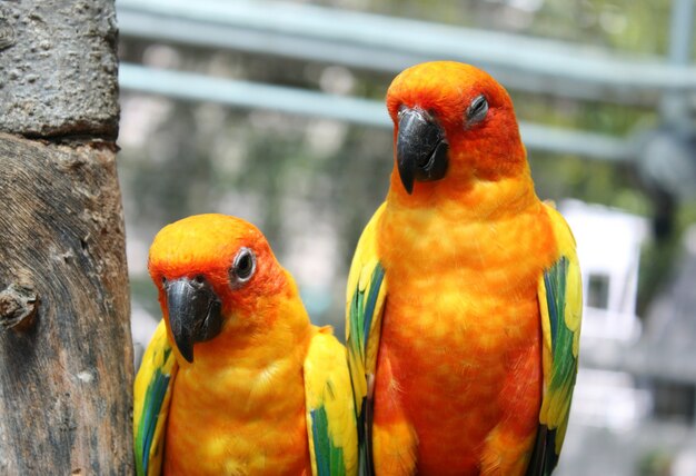 Schöner bunter Papageienvogel