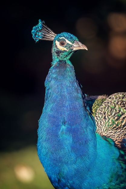 Foto schöner bunter pfau