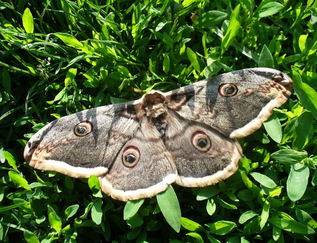 Schöner bunter Schmetterling