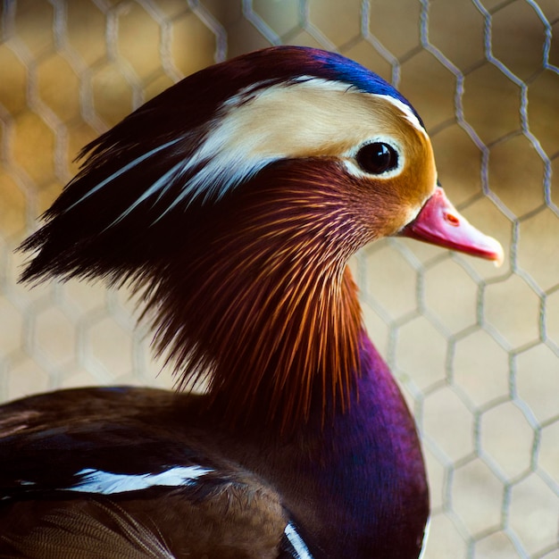 Schöner bunter Vogel