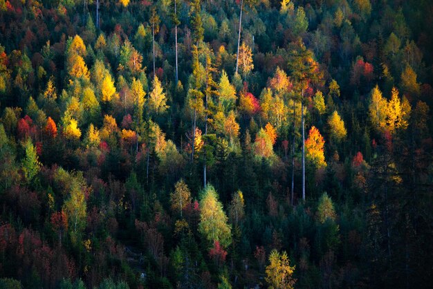Schöner bunter Wald im Herbst Slowakei Natur