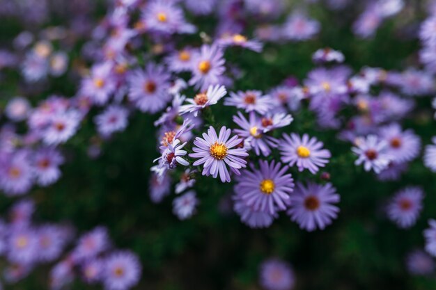 Schöner Busch der violetten Blumen