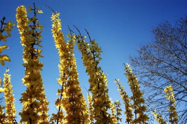 Schöner Busch von gelben Frühlingsblumen