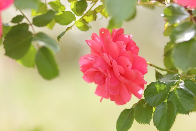 Schöner Busch von rosa Rosen in einem Frühlingsgarten Nahaufnahme einer rosa Blume, die draußen blüht Rosa Rose im Garten am sonnigen Tag