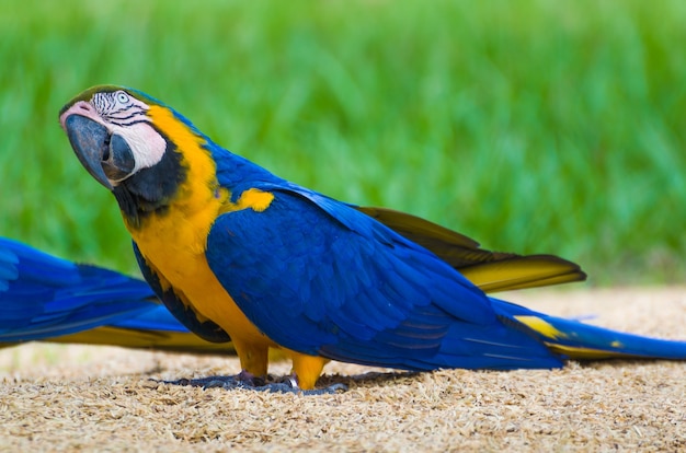 Schöner Caninde Macaw im brasilianischen Feuchtgebiet