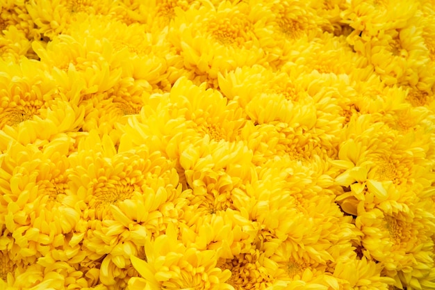 Foto schöner chrysanthemenblumen-beschaffenheitshintergrund.