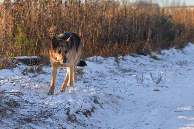 Schöner deutscher Schäferhund, der auf Schneestraße läuft, um anzugreifen
